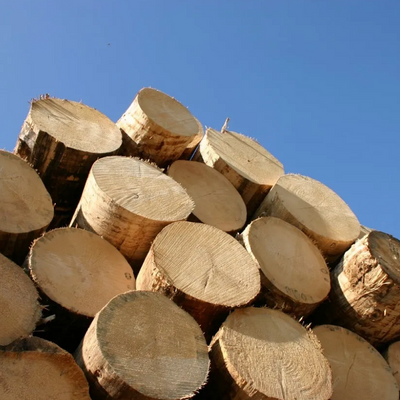 Pine and Oak Teak Wood Logs, Timber, Firewood and Briquettes