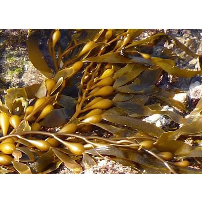 Algas marinas peru / Algas peruvian