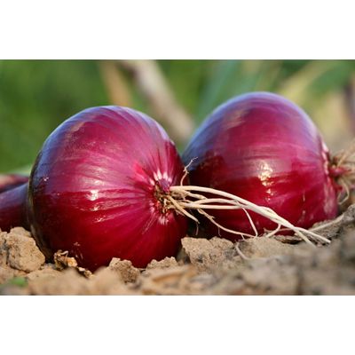 Egyptian Fresh Onion Supplier and Exporter