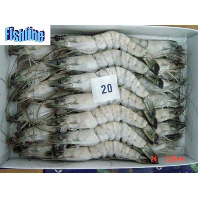 Frozen Black Tiger HOSO - FISHLINE SEAFOOD COMPANY Ltd