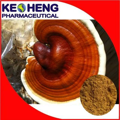 100% Natural herbal reishi extract