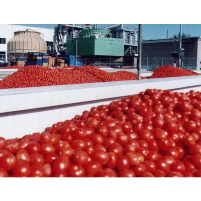 Tomato Paste, Wholesale 36-38%