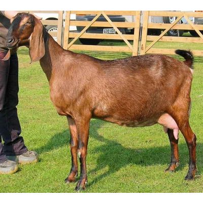 Live Anglo Nubian Goats/Pregnant Goats - Kertland Kft - ecplaza.net