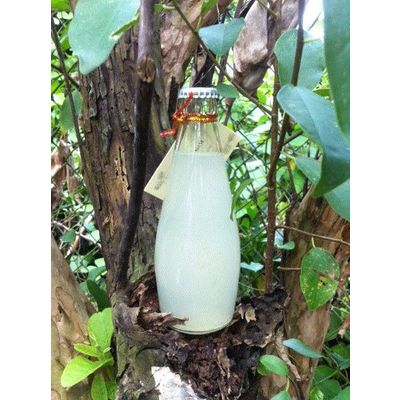 Fresh Coconut Water in bottle