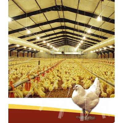 Prefabricated Steel Structure Poultry House/ Chicken House