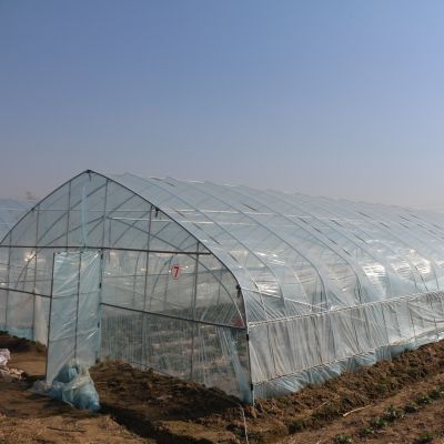 Strawberry Growing Agricultural Single Span 2m Tunnel Plastic Greenhouse