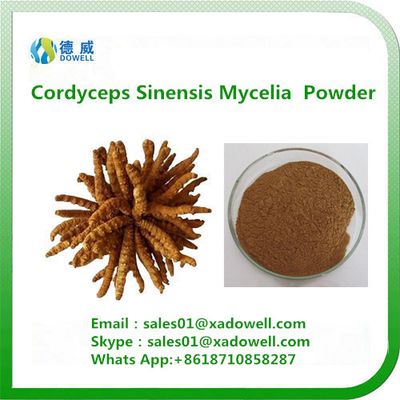 High quality Cordyceps Sinensis Mycelia Powder