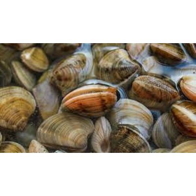 Frozen Cooked Brown Clam Whole Shell