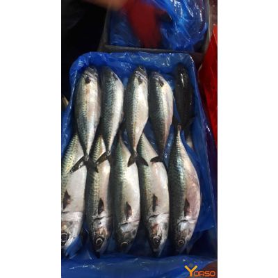Top quality Frozen Pacific Mackerel at good prices