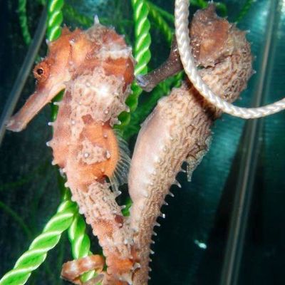 Seahorse - Hippocampus Spino