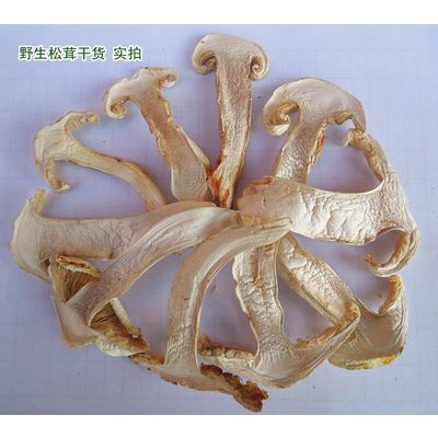 Natural dried matsutake slice mushroom newly dried