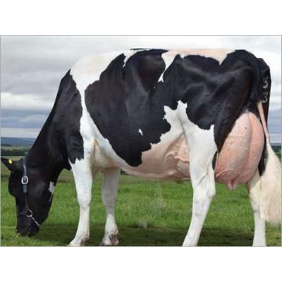 Pregnant Holstein Heifers,Live Diary Products, Holstein Heifer Cows, Boer Goats, Sheep for sale