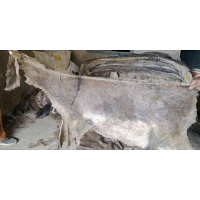 Wet Salted Donkey Hides, Dry Salted donkey skin,Wet Salted Cow Hides Skins,donkey hides