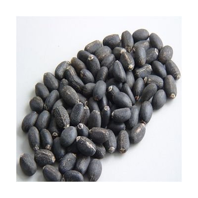 Factory Supply Jatropha Seeds /100% Dried Natural Jatropha Seeds For Sale.