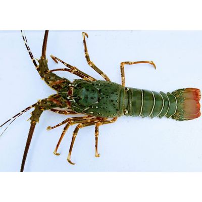 Green Lobster