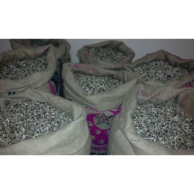PKM Moringa Seeds for Exportation