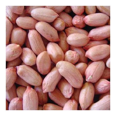 supply peanut kernels from china, raw peanuts, peanut