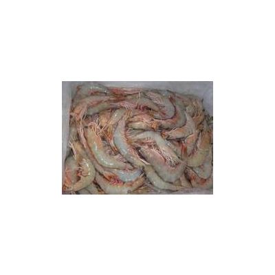 Fresh and frozen prawn,shrimp for sell