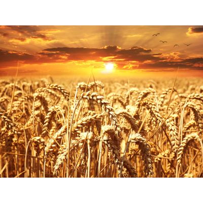 Wheat feed/corn 11.5%