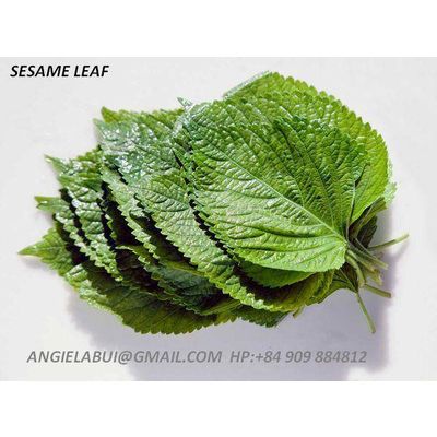 Banana Leaf, Sesame Leaf, Cassava Leaf, Pineapple Leaf, Bay Leaf, Chili ...