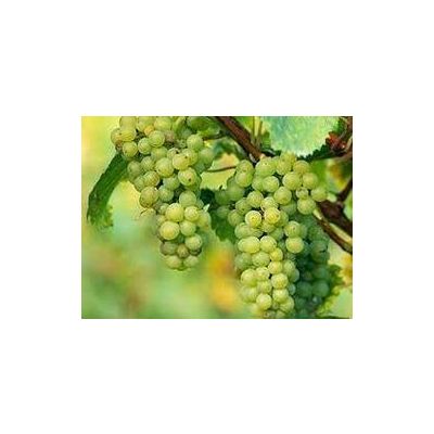 Fresh Green/Black/Red Grapes, Thompson Seedless Green Grapes, Wholesale Sweet Fresh Table Grapes Fru