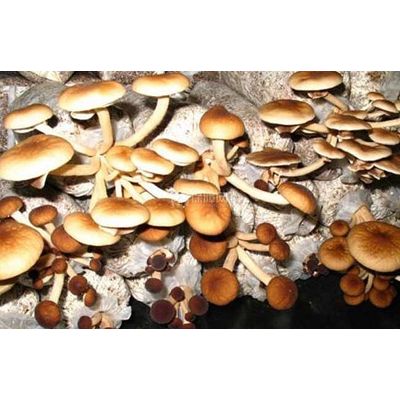 Edible Fungi Additive Calcium Sulfate