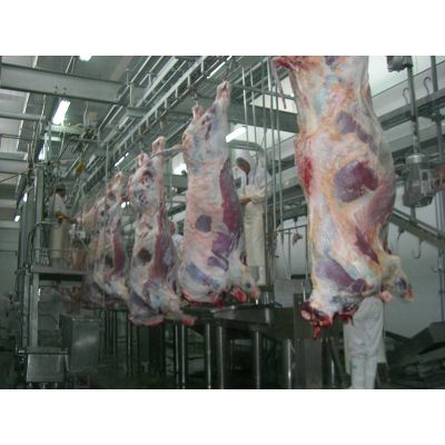 Cattle Abattoir Line: Cattle Carcass Processing Manual Over Head Rail