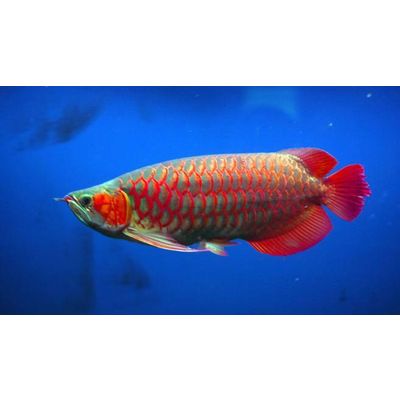 Super Red Arowanas fish for sale