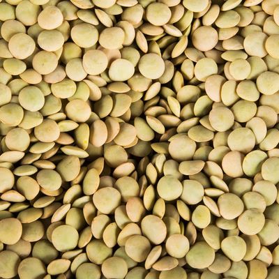 New Crop Lentil Bean,