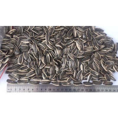 Natural growth sunflower seed 363