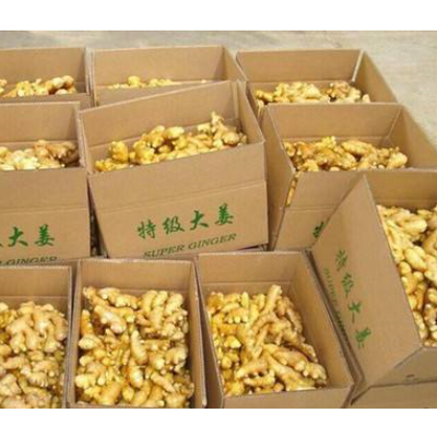 Chinese Ginger and fresh Ginger supplier and export to world