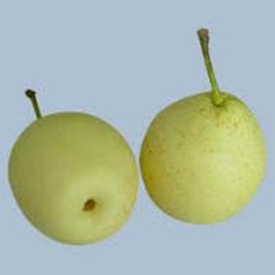 Fresh Ya pear,Emeral pear,Su pear & Fragant pear