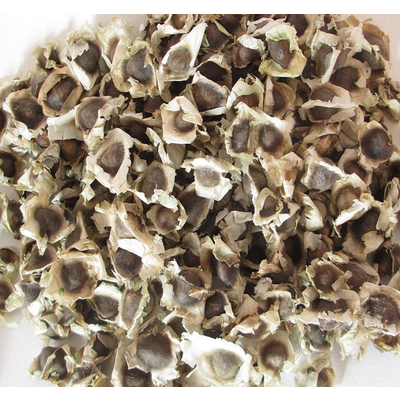 Moringa Oleifera Seeds