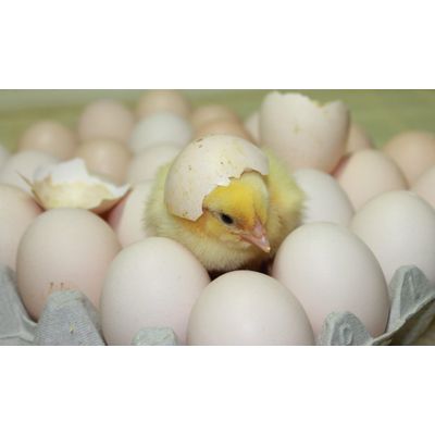 Broiler Hatching Eggs Cobb 500 and Ross 308