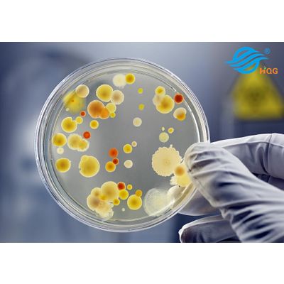 Agar Agar Bacteriological Agar For Culture Media - Fujian Global Ocean ...