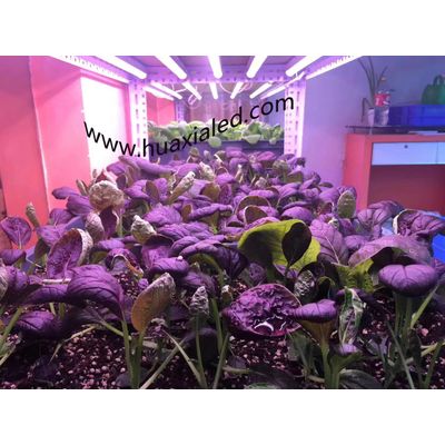 The BEST Plant Grow LED Lights for medicinal meterials,vegetables, fruit and flowers