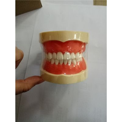 Teeth models or dental models