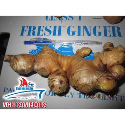 Vietnam Fresh Ginger (+84 90 5179759)