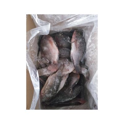 Frozen Whole Black Tilapia Fish Frozen Tilapia Fish From Brazil Tilapia Export