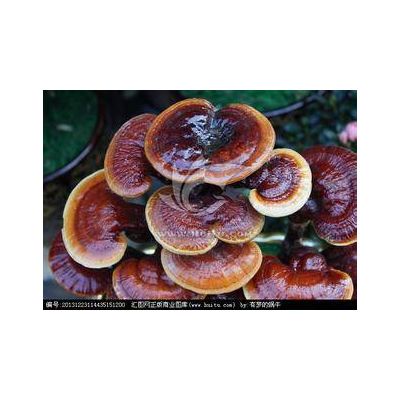 anti-aging ingredients, reishi mushroom, Wolfberry(Goji Berry) Extract, Avena Sativa Extract, Chines