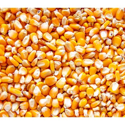 Organic Barley, Durum Wheat,Yellow Maize/Corn,Soft Wheat, Sorghum Animal feed