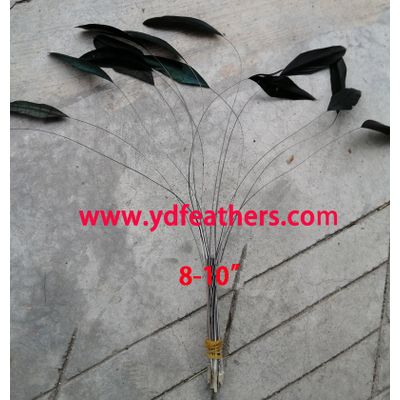 Stripped Black Rooster/Coque/Cock Tail Feather From China