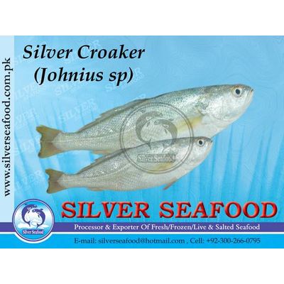 Silver Croaker