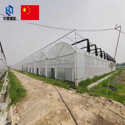 Multi-span commercial greenhouse