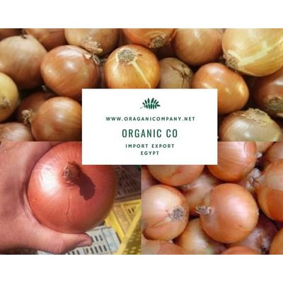 Wholesale Fresh Red and Yellow Onion / Fresh Onion Exporter