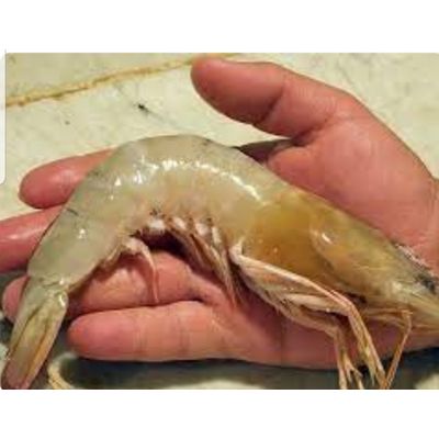 Fresh and frozen shrimp. King shrimp and other types