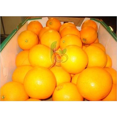 Fresh Egyptian Navel Oranges