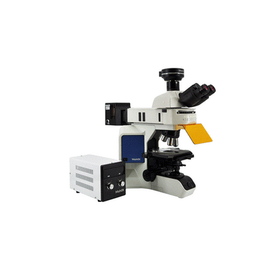 Research-level upright fluorescence microscope MF43-N