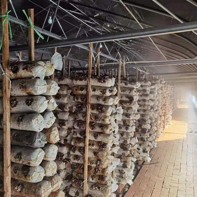 Black film light deprivation single tunnel mushroom greenhouse agricultural for sale