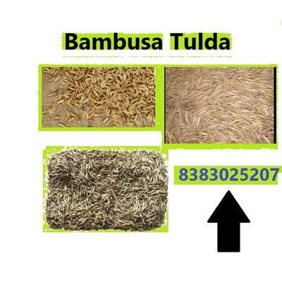 Bambusa Tulda seed